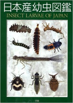日本の幼虫.png