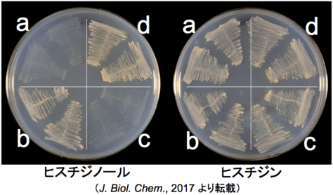 本学修了生・卒業生の滕金風さん、長敏彦さん、吉川里さんの共著論文が米国の生物化学雑誌に発表されました